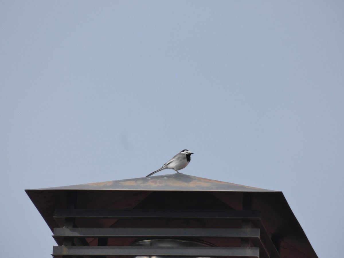 White Wagtail - ML636992888