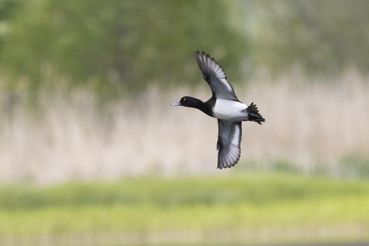 Tufted Duck - ML636992911