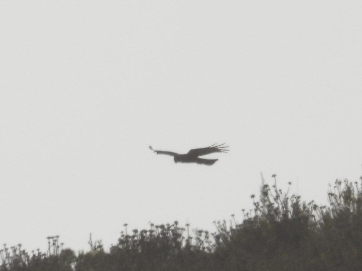 Black Harrier - ML636992933