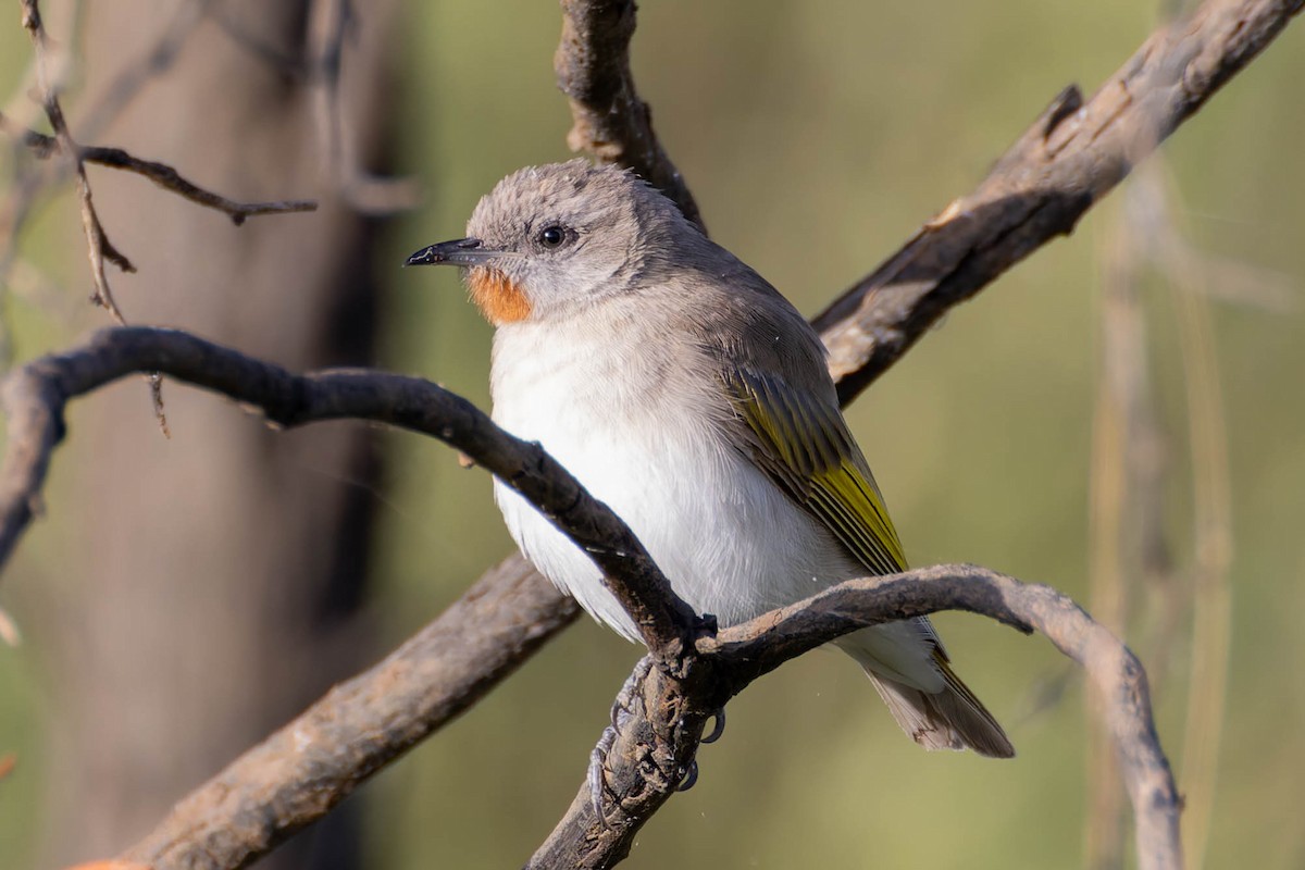 Rufous-throated Honeyeater - ML636992936
