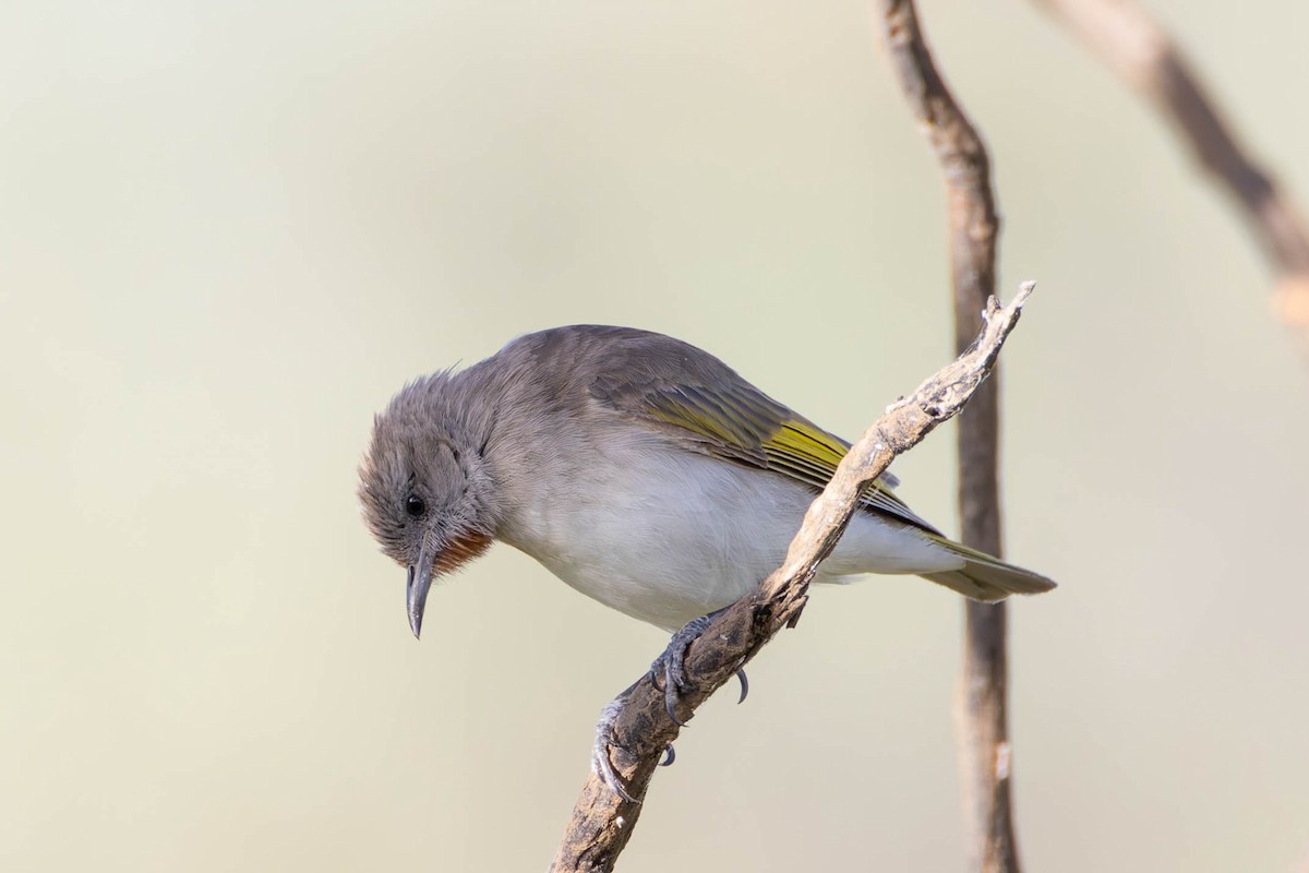 Rufous-throated Honeyeater - ML636992937