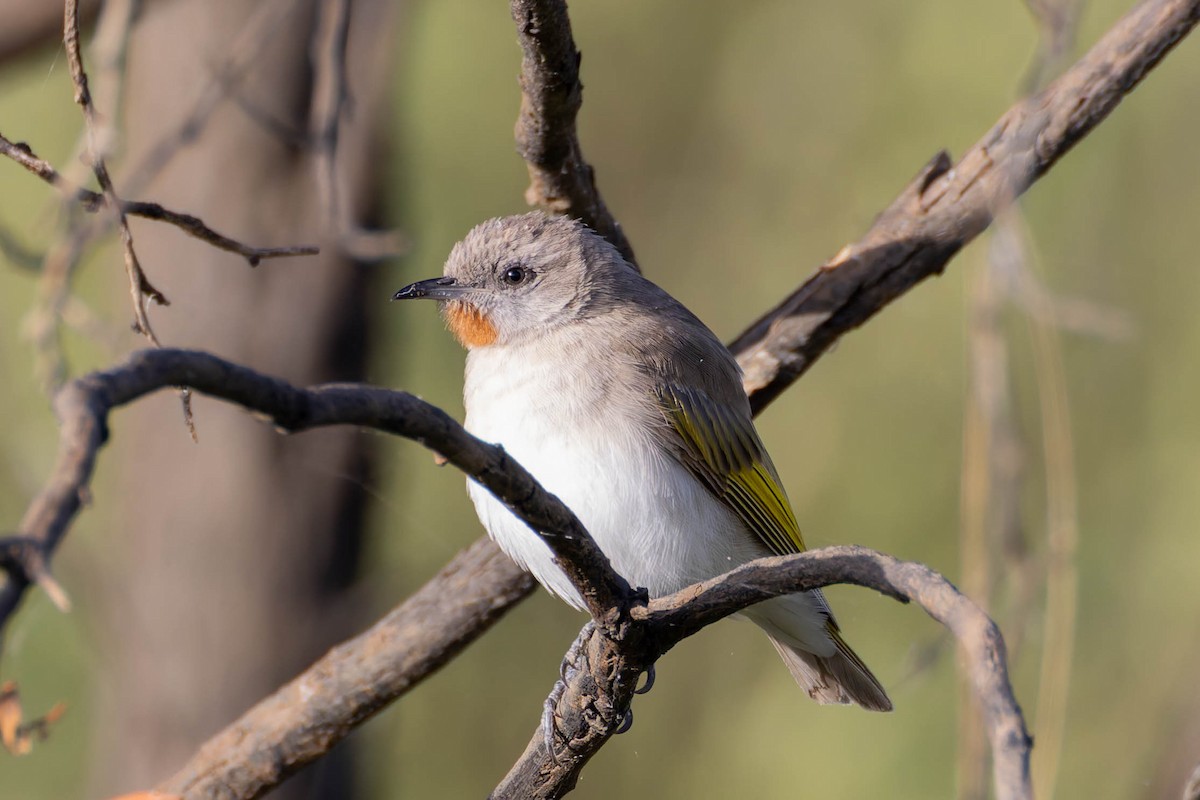 Rufous-throated Honeyeater - ML636992938