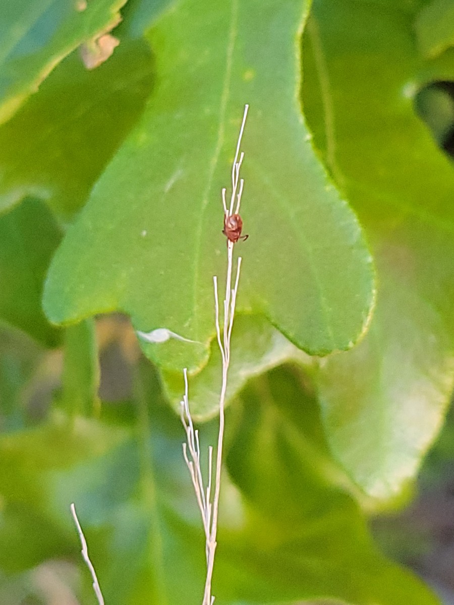 動物界 - ML636992951