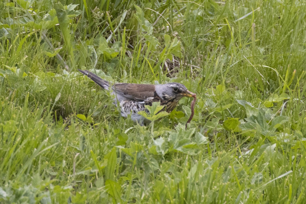 Fieldfare - ML636993000