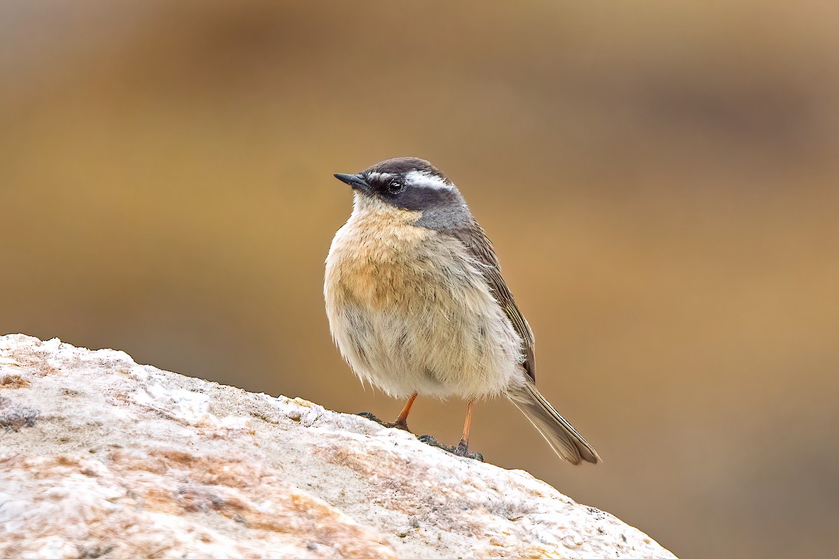Brown Accentor - ML636993132