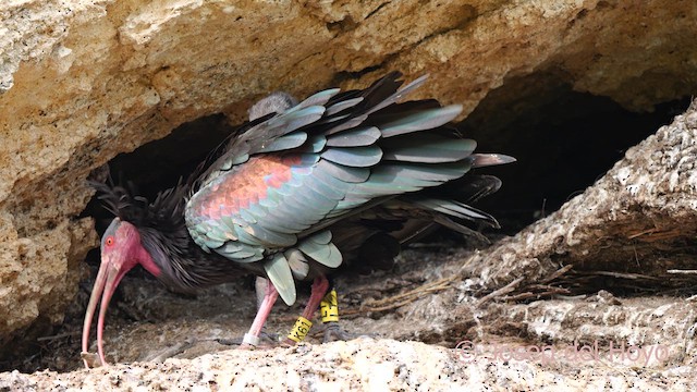 Northern Bald Ibis - ML636993141