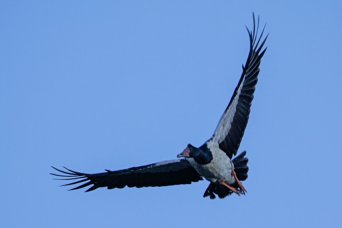 Magpie Goose - ML636993142