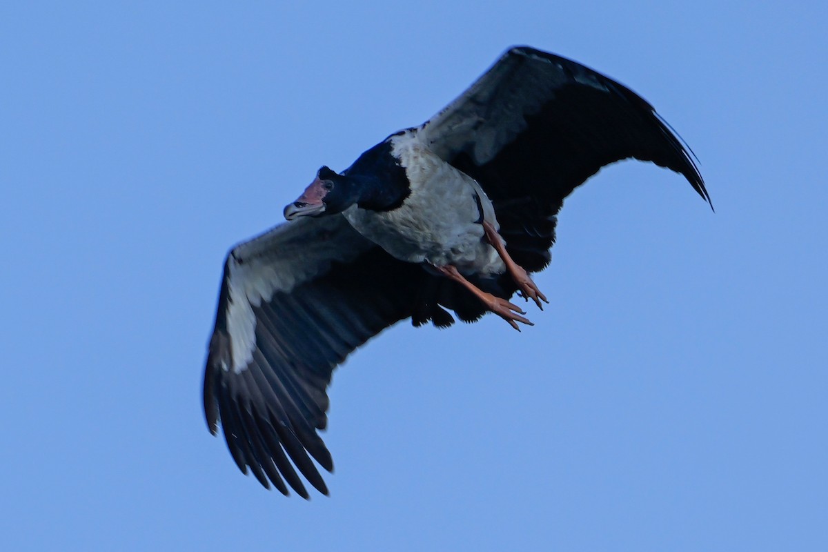 Magpie Goose - ML636993144