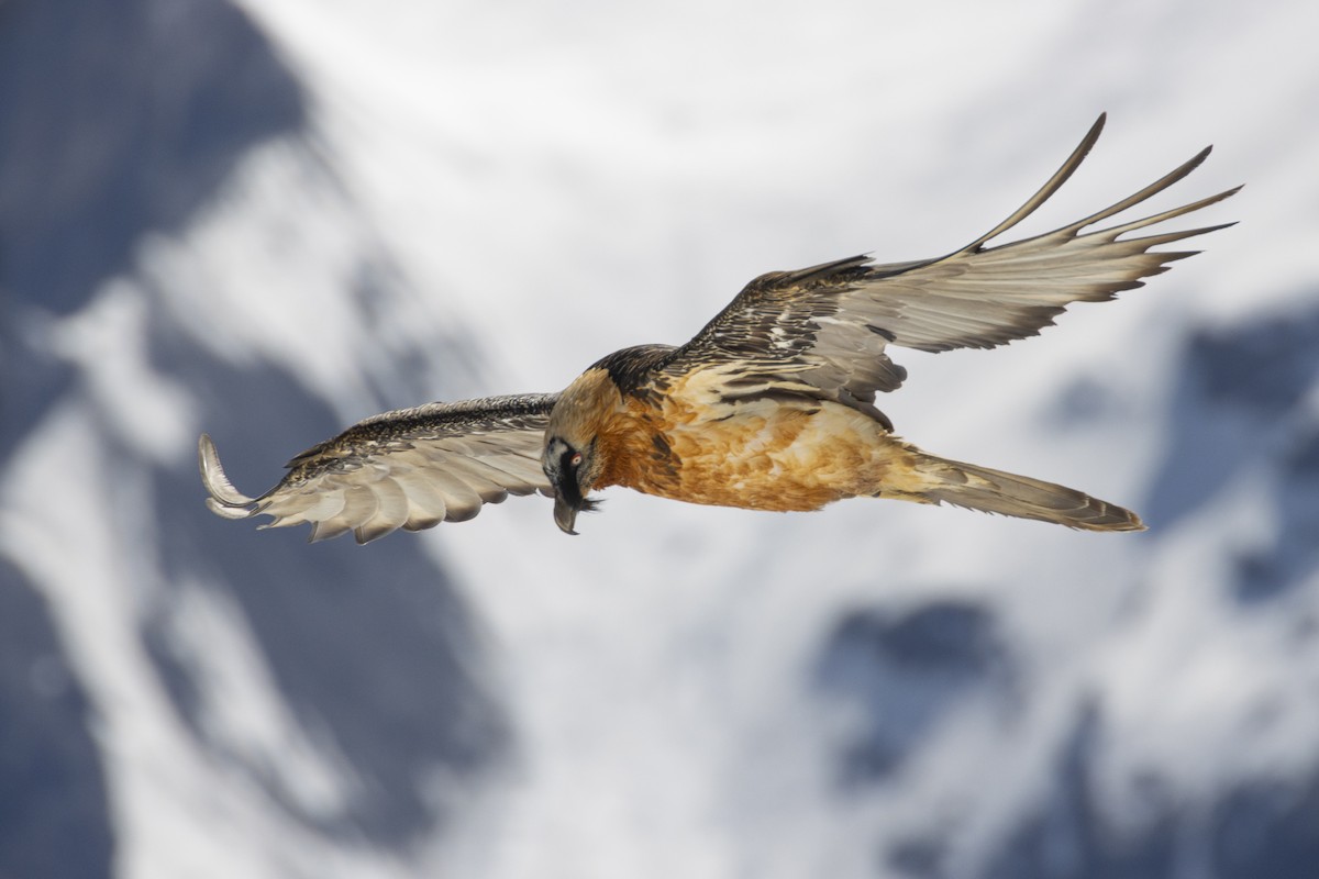 Bearded Vulture - ML636993150