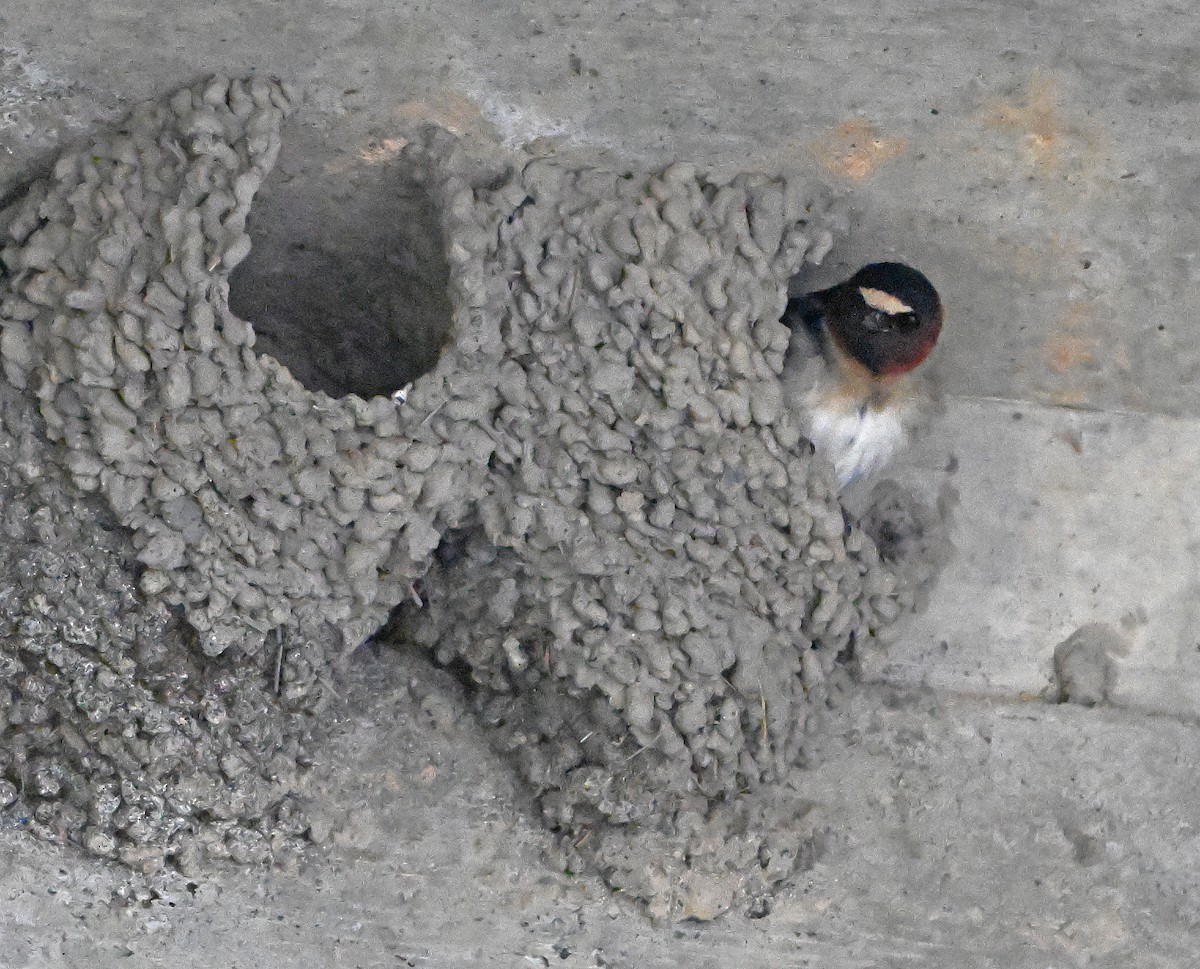 Cliff Swallow - ML636993189
