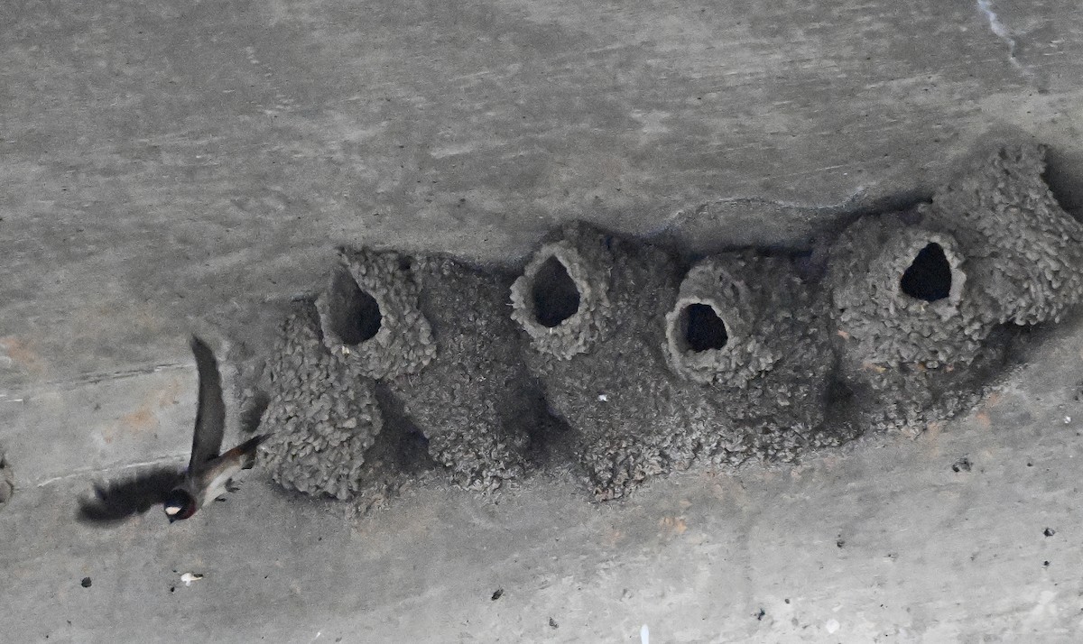 Cliff Swallow - ML636993190