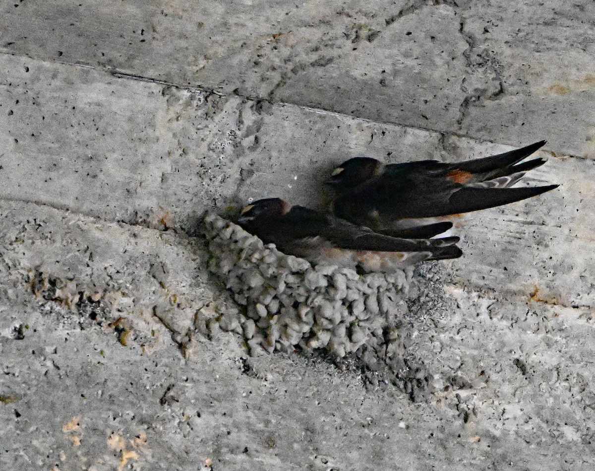 Cliff Swallow - ML636993191