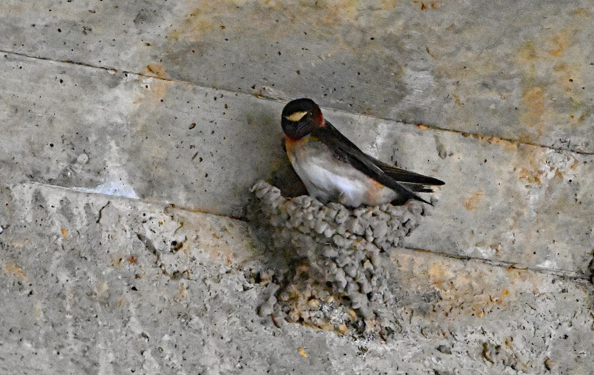 Cliff Swallow - ML636993192