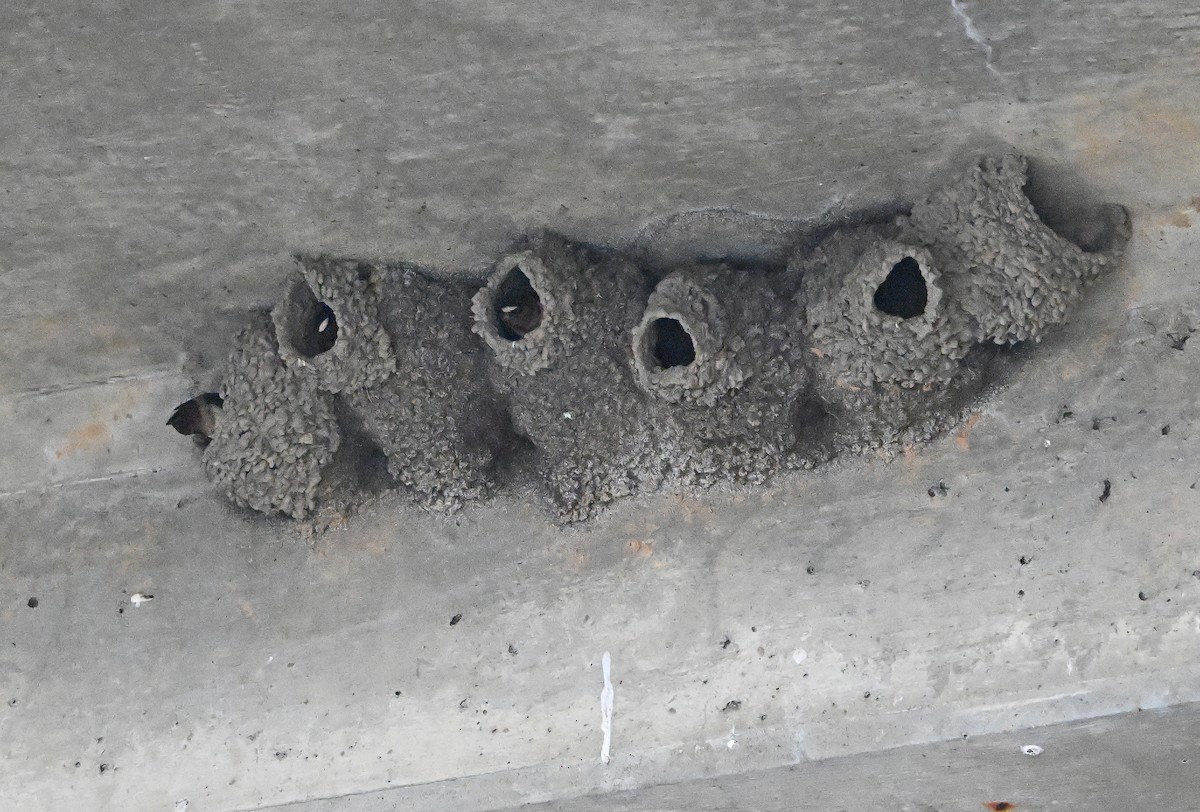 Cliff Swallow - ML636993193