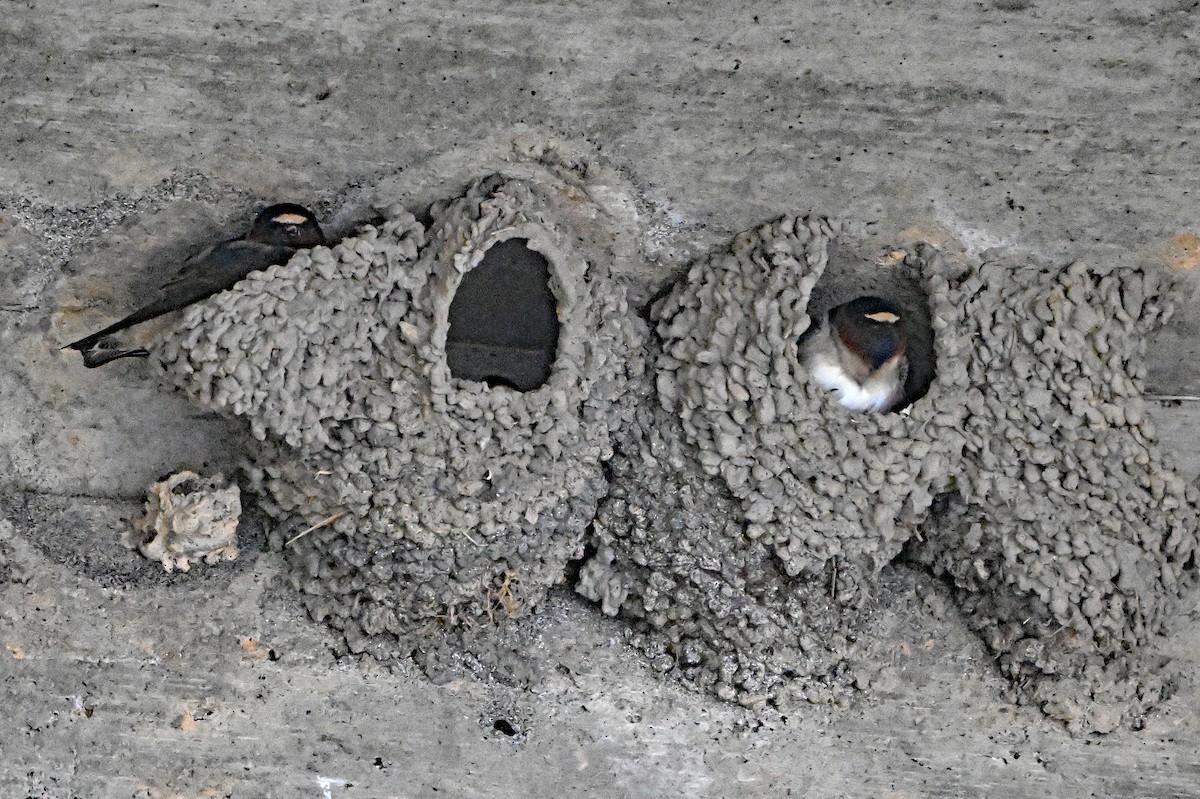 Cliff Swallow - ML636993196