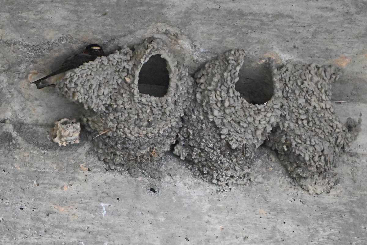 Cliff Swallow - ML636993197