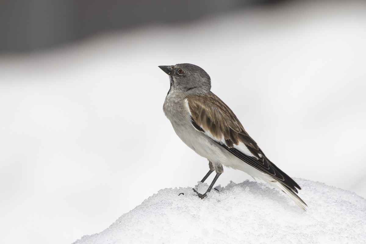 White-winged Snowfinch - ML636993234