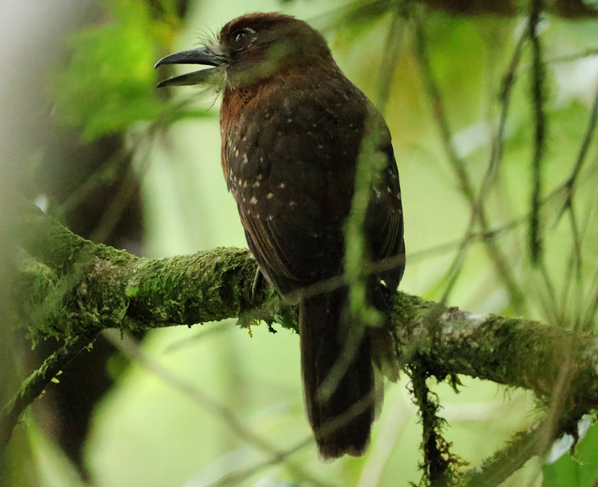 Moustached Puffbird - ML636993286