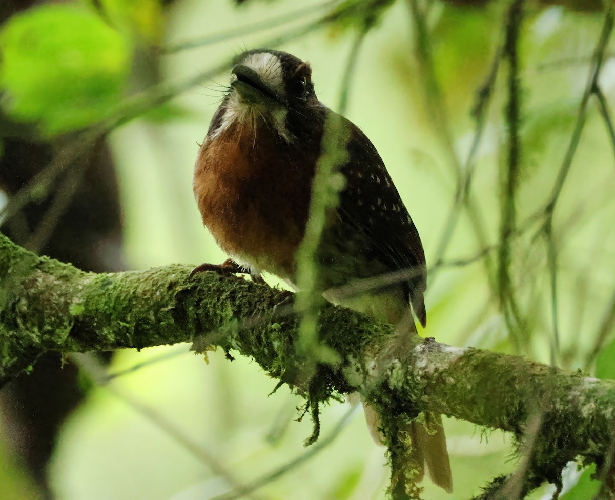 Moustached Puffbird - ML636993287