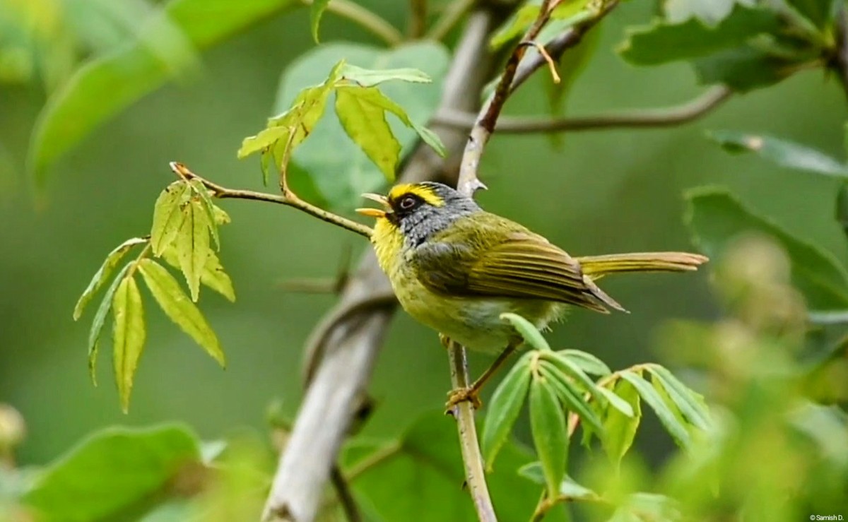 Black-faced Warbler - ML636993291