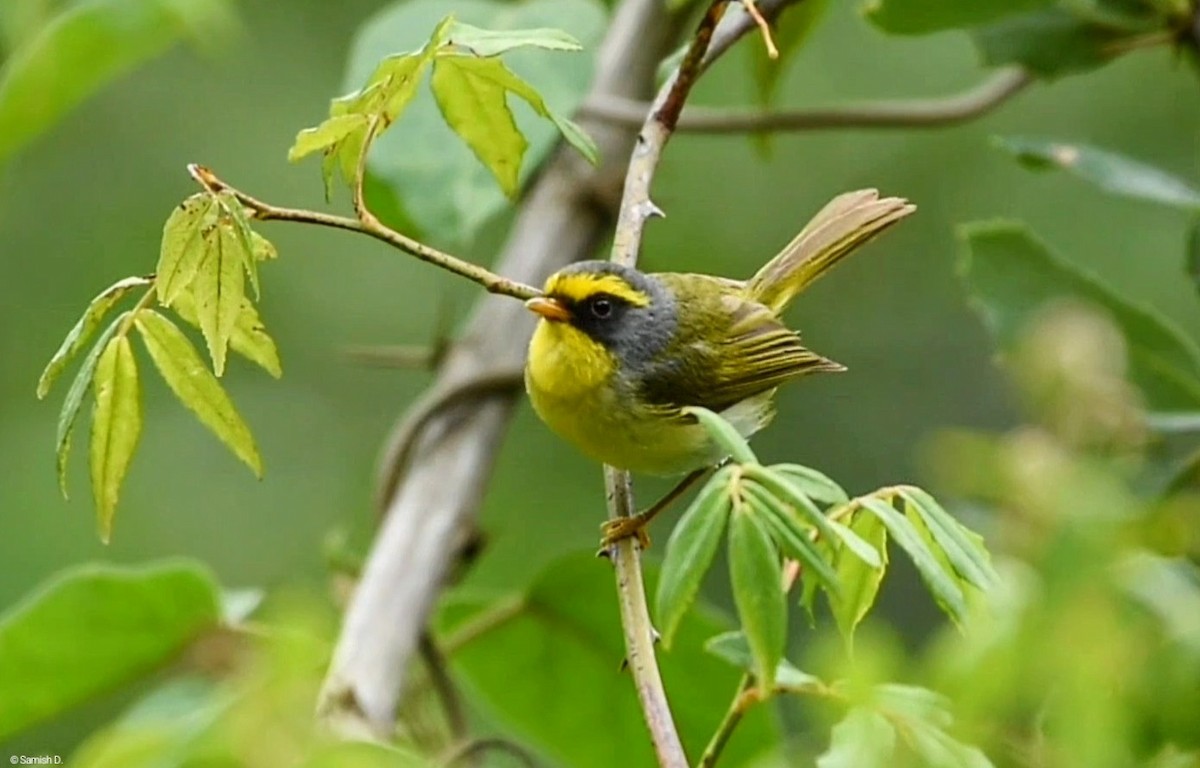 Black-faced Warbler - ML636993292