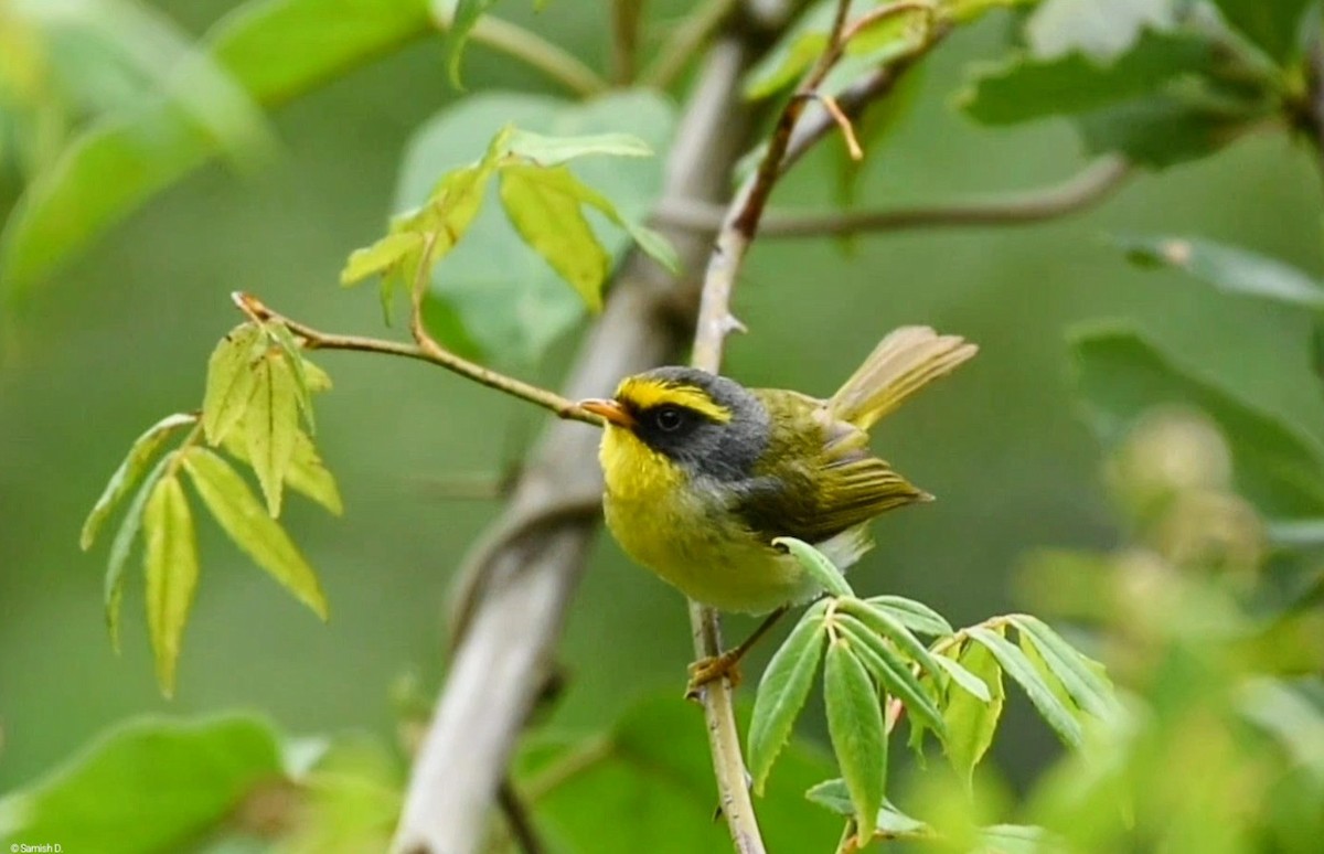 Black-faced Warbler - ML636993293