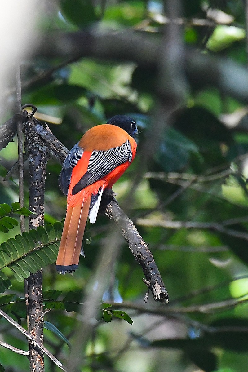 Scarlet-rumped Trogon - ML636993310