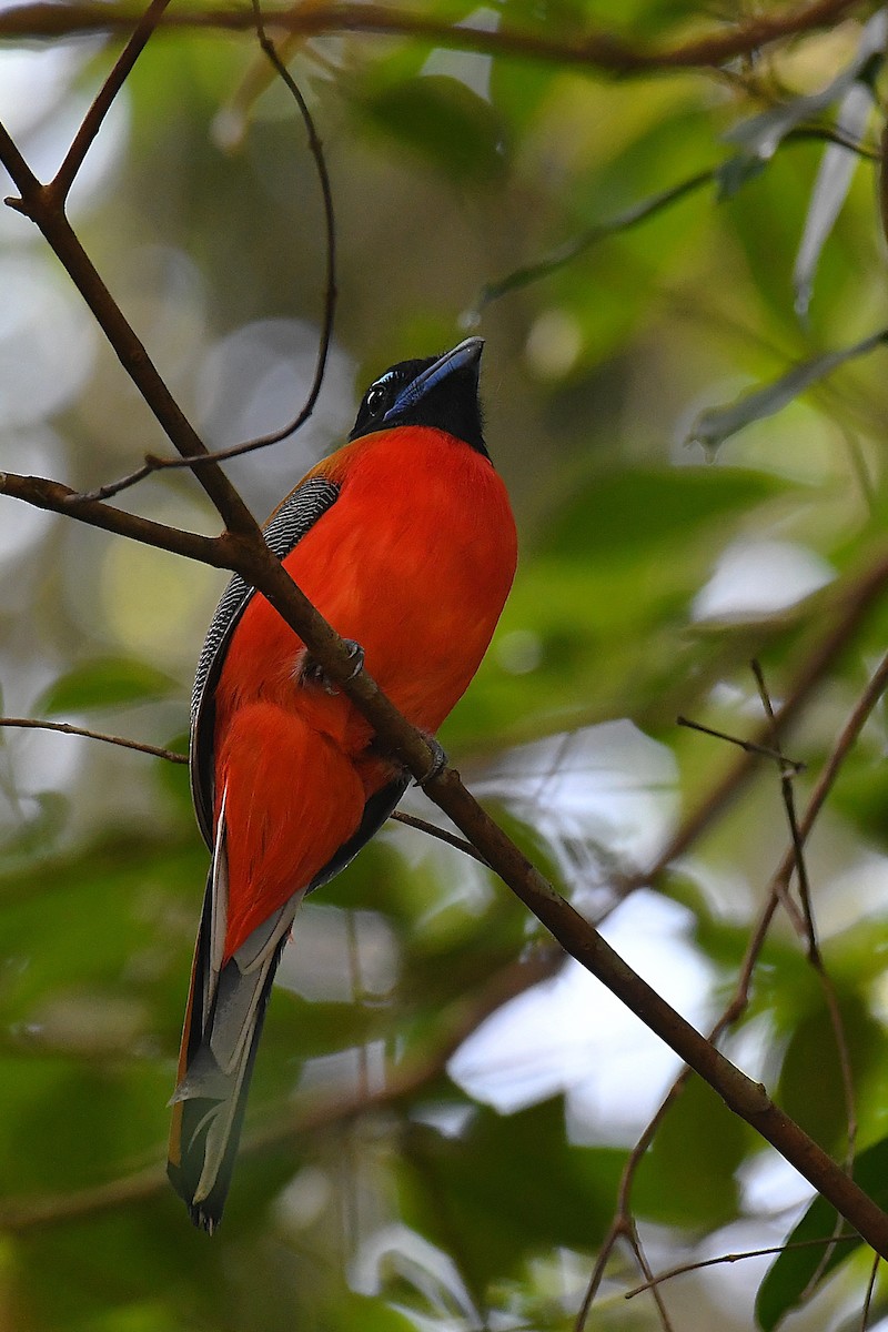Scarlet-rumped Trogon - ML636993311