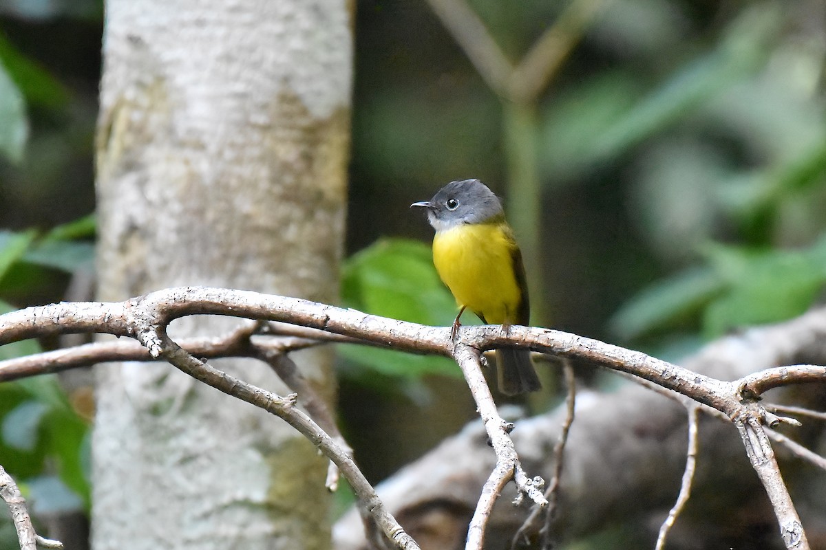 Papamoscas Cabecigrís - ML636993341
