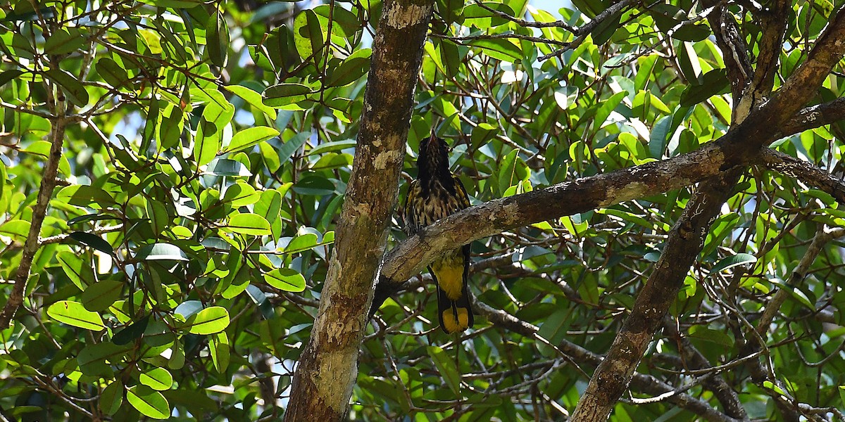 Dark-throated Oriole - ML636993350