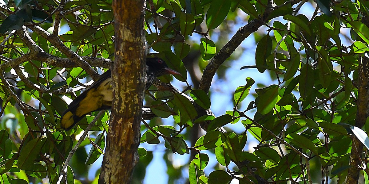 Dark-throated Oriole - ML636993351