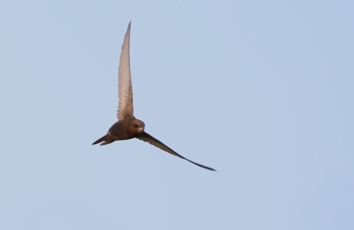 Common Swift - ML636993352