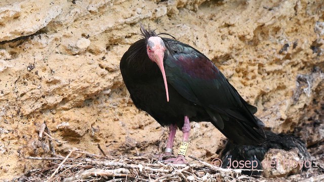 Northern Bald Ibis - ML636993355