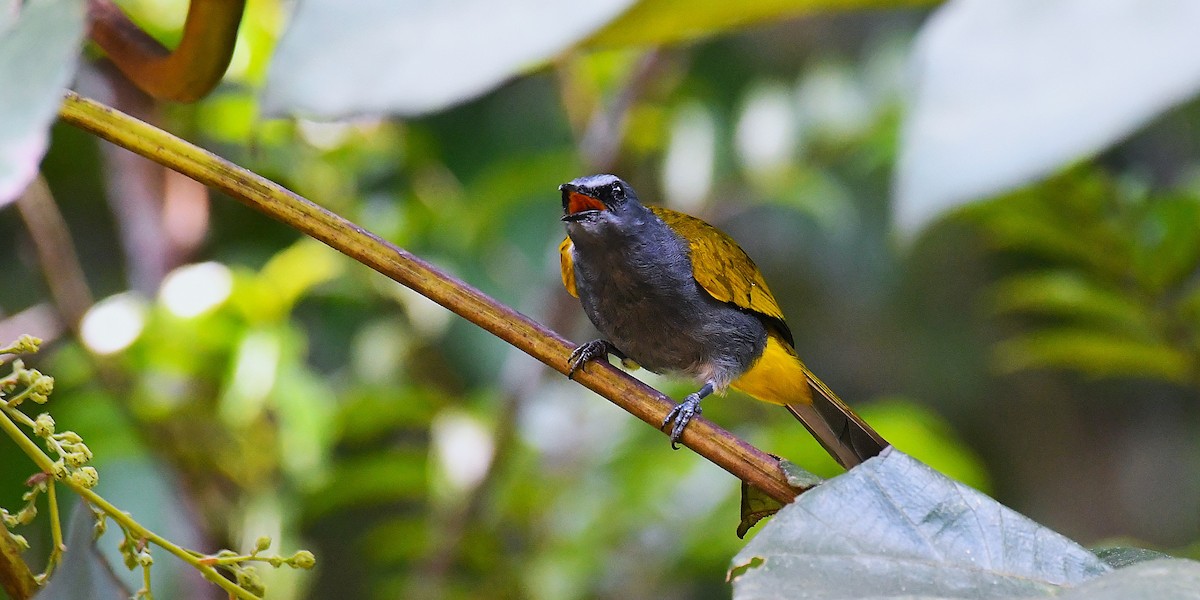 Gray-bellied Bulbul - ML636993410