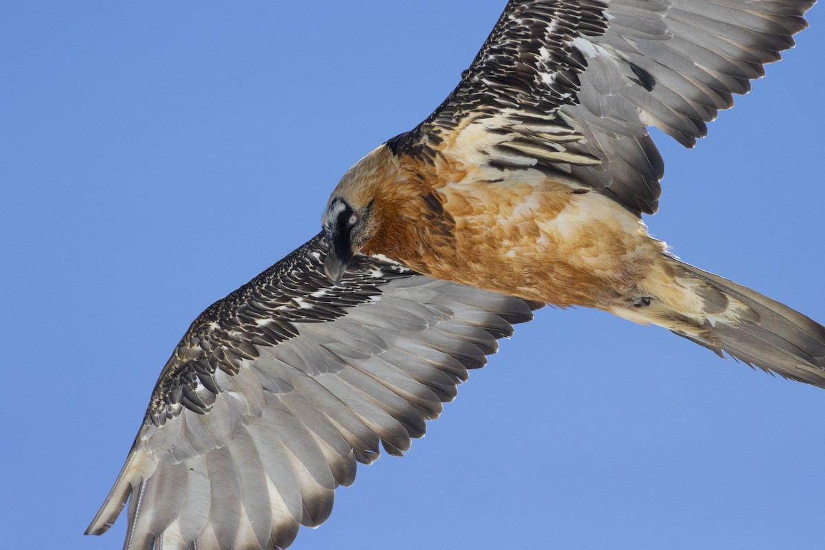 Bearded Vulture - ML636993426