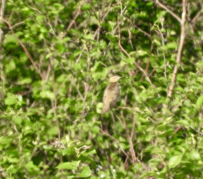 Bobolink - ML636993436