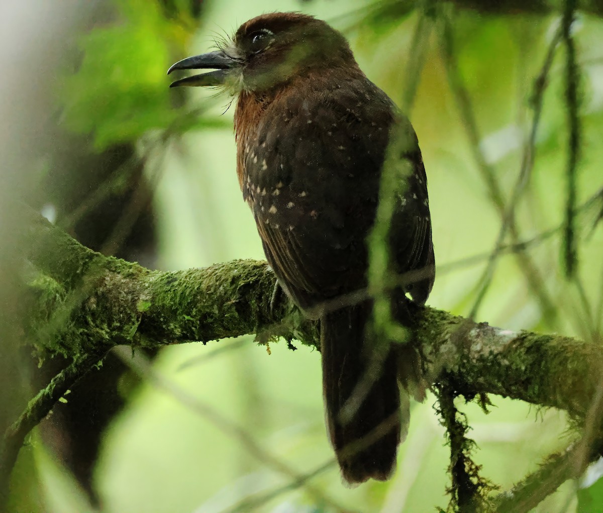 Moustached Puffbird - ML636993447