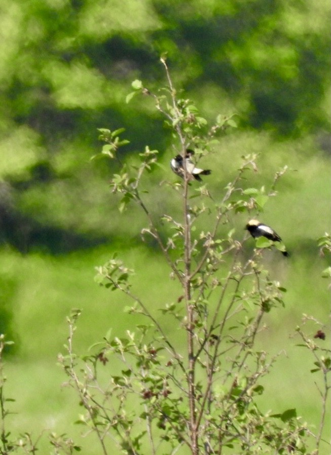 Bobolink - ML636993549