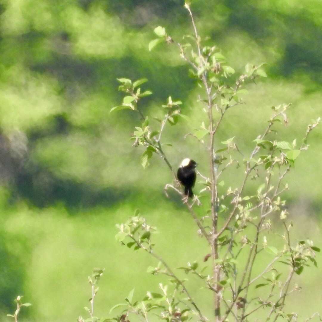 Bobolink - ML636993550