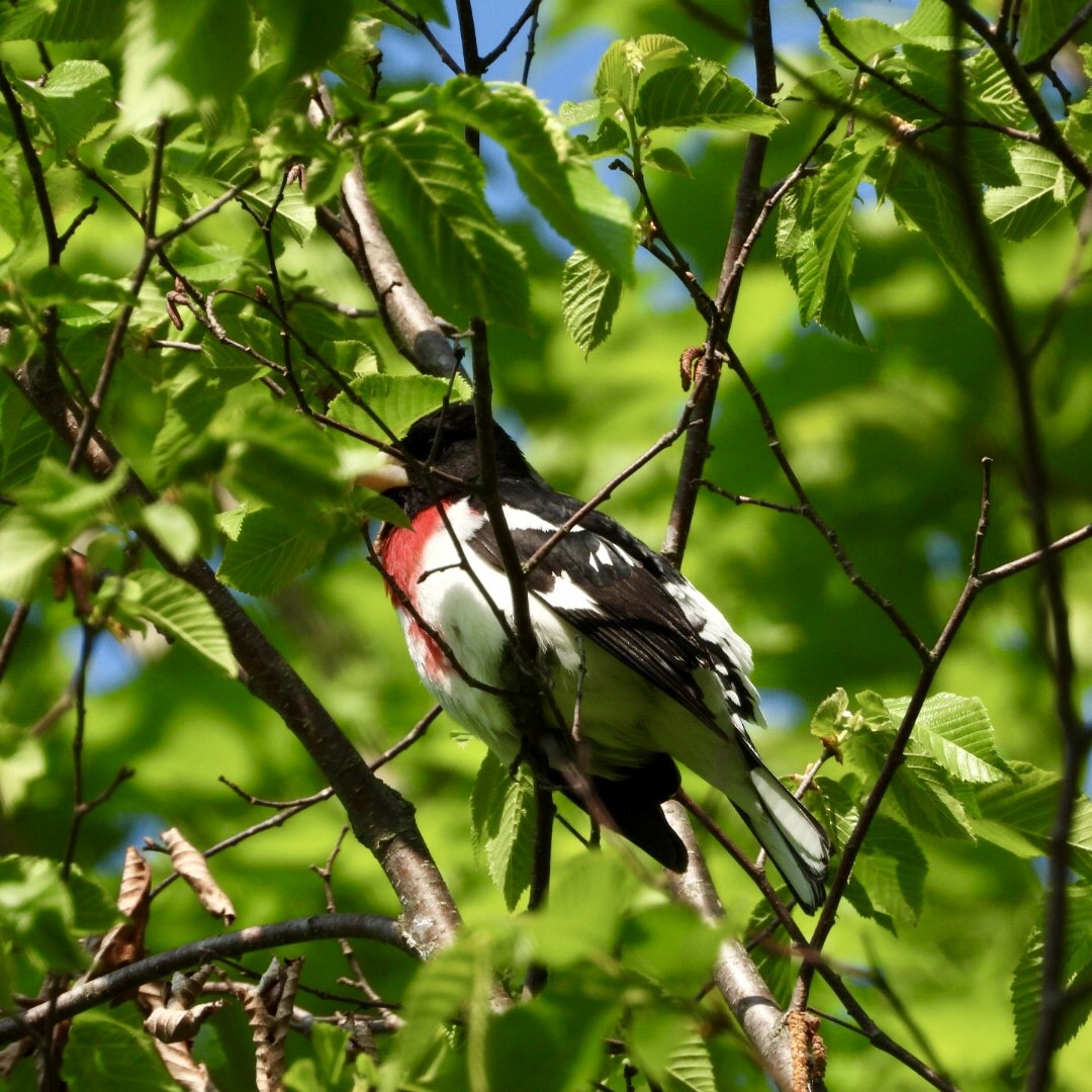 Rose-breasted Grosbeak - ML636993614