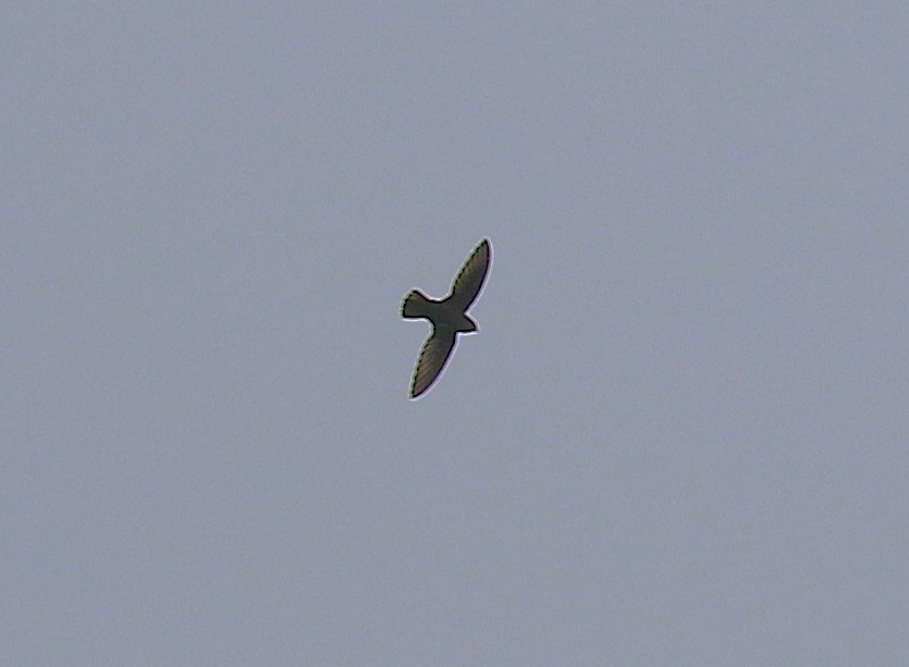 Gray-rumped Swift - ML636993621