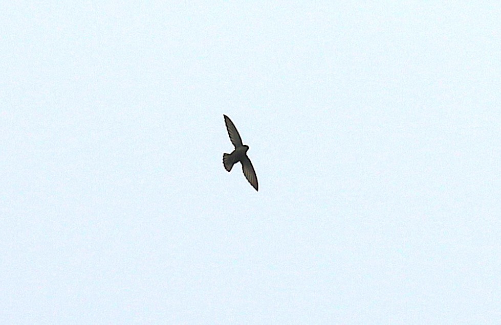 Gray-rumped Swift - ML636993622