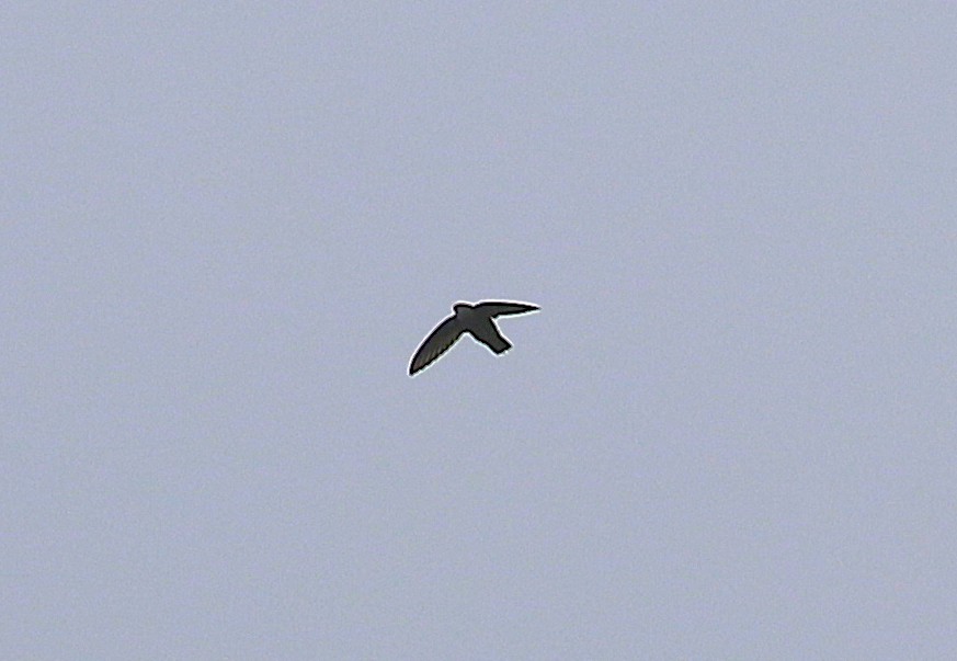 Gray-rumped Swift - ML636993623