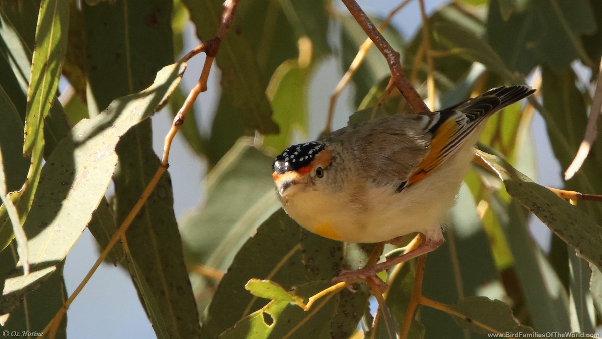 Red-browed Pardalote - ML636993648