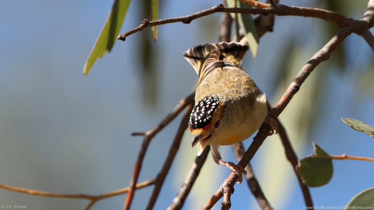 Red-browed Pardalote - ML636993649