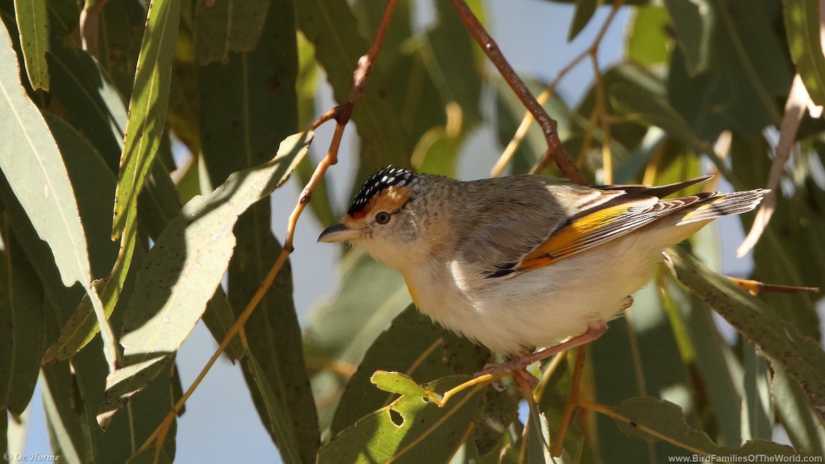 Red-browed Pardalote - ML636993650