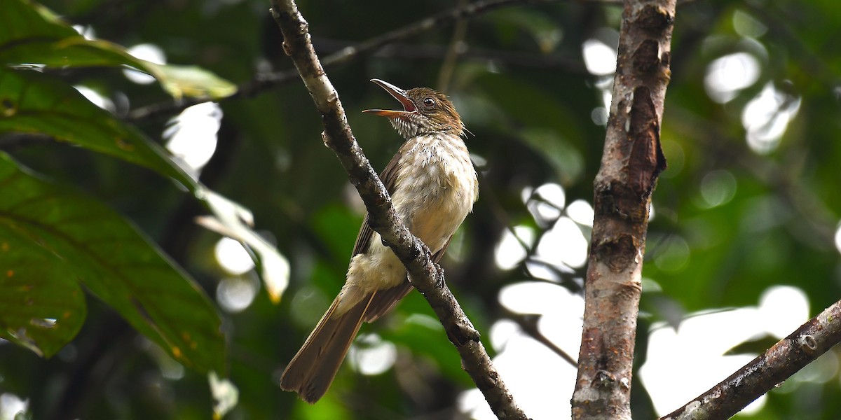 Streaked Bulbul - ML636993652