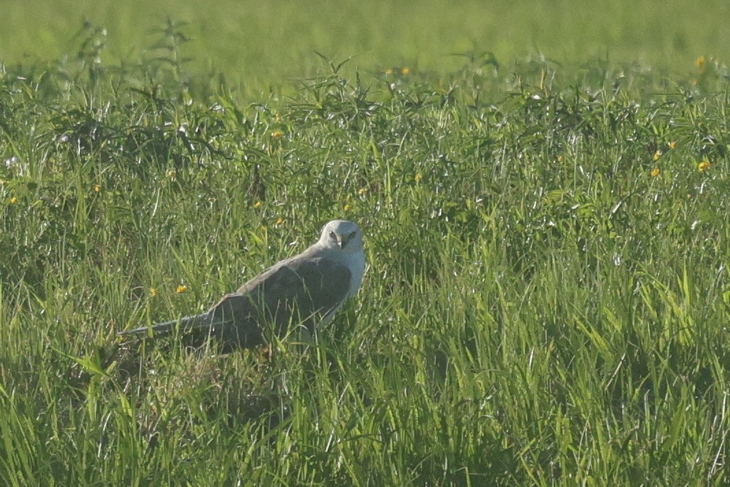 Pallid Harrier - ML636993750