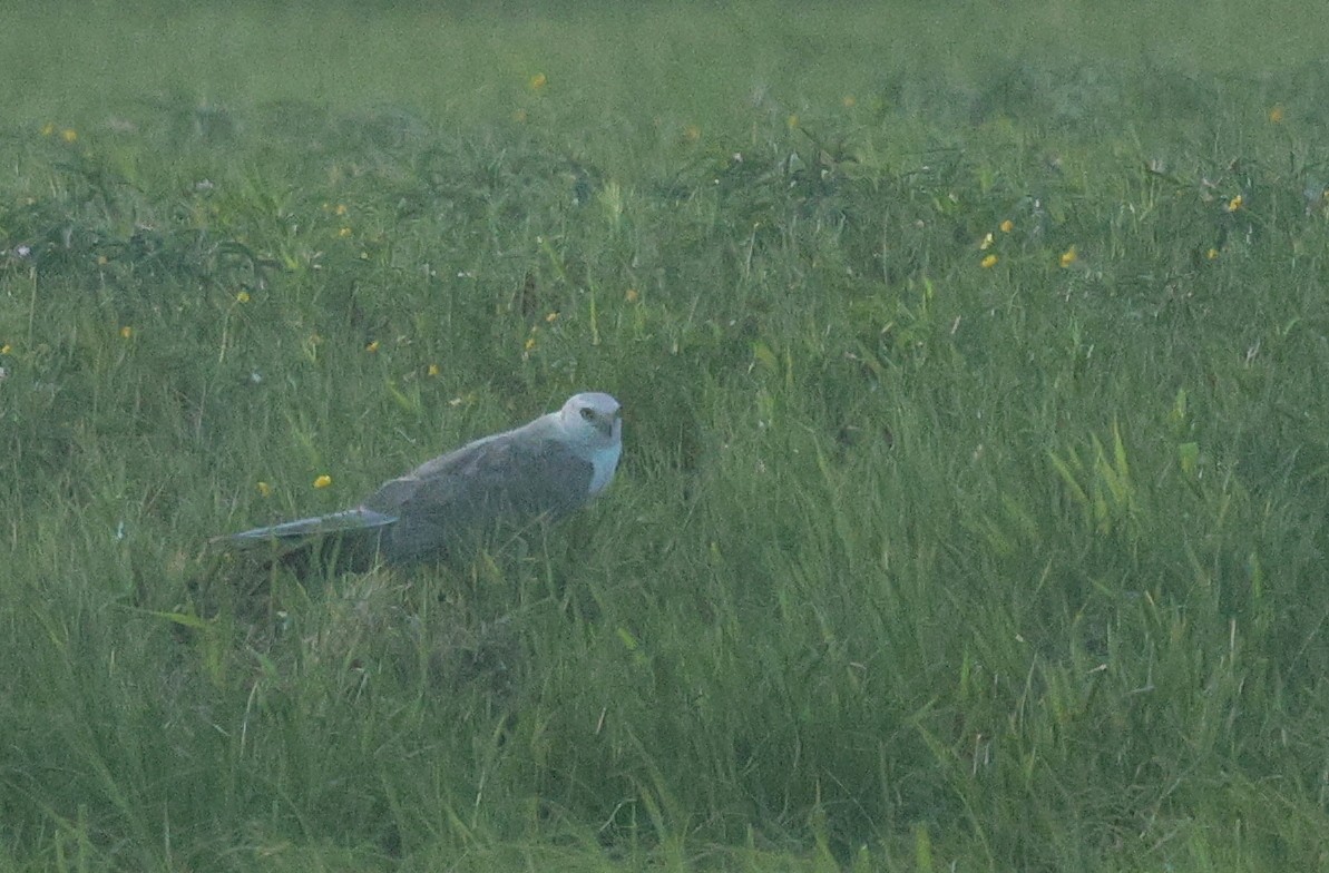 Pallid Harrier - ML636993751