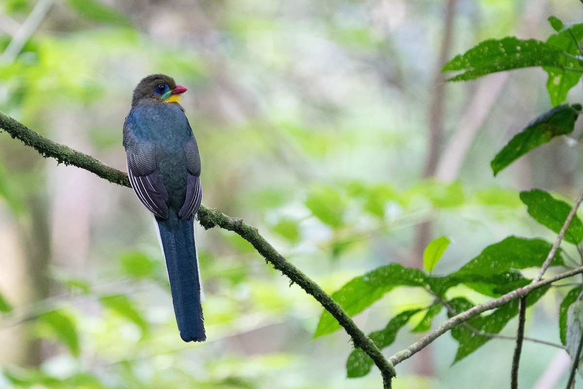 Javan Trogon - ML636993815